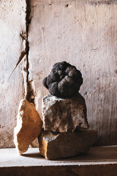truffe truffe noir  diamant noir   portrait  nature morte parfum tuber trufficulture  champignon ar&ocirc;me  puissant  terroir