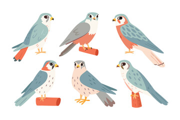 Falcon Variety: A collection of six distinctive falcon illustrations, each perched on a wooden element, showcasing a range of colors and styles.