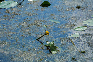 water lilies with  buds in the middle of the pond, 
A yellow flowering pond lily 