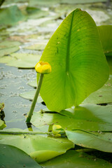 water lilies with  buds in the middle of the pond, 
A yellow flowering pond lily 
