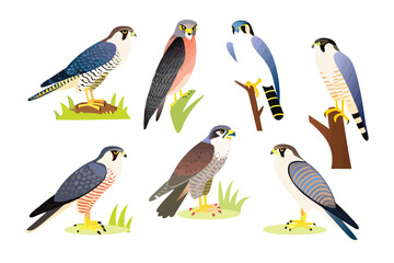 Avian Wonders: A vibrant illustration showcases a variety of majestic birds of prey, their intricate details and distinct features beautifully rendered.