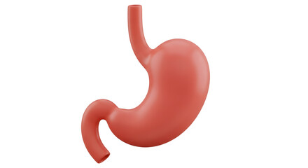 Detailed 3D render of a human stomach organ, perfect for medical education and health awareness campaigns