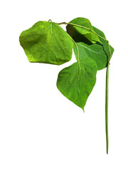 Isolated long green catalpa pods with green leaves. Vertical.