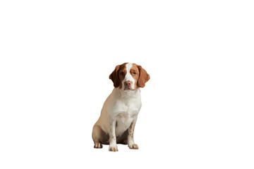 Adorable Brittany Spaniel Puppy