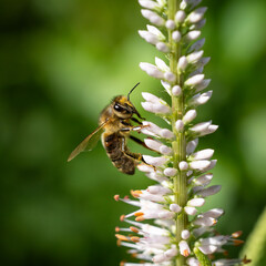 A close-up of a honeybee collecting nectar from a flowering plant, with a soft green background.