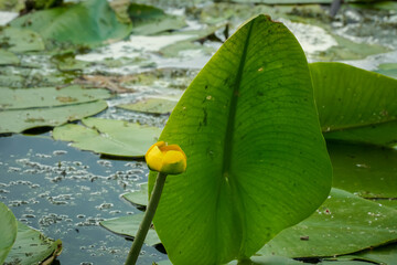 water lilies with  buds in the middle of the pond, 
A yellow flowering pond lily 