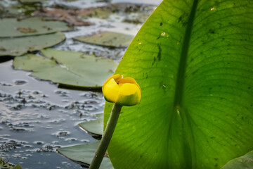water lilies with  buds in the middle of the pond, 
A yellow flowering pond lily 