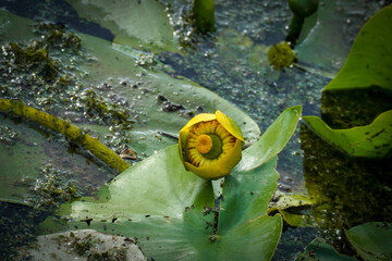 water lilies with  buds in the middle of the pond, 
A yellow flowering pond lily 