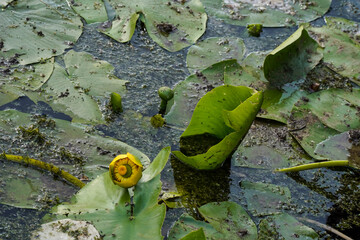 water lilies with  buds in the middle of the pond, 
A yellow flowering pond lily 