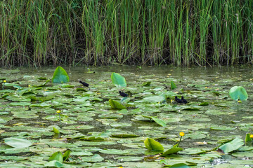 water lilies with  buds in the middle of the pond, 
A yellow flowering pond lily 
