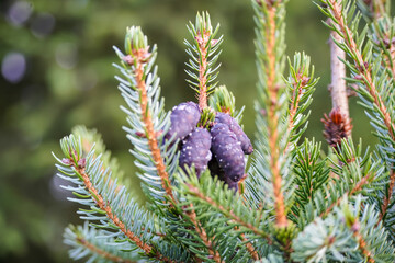 Fir tree branch with spruce cones. Purple pine cones on evergreen branches . Selective focus 