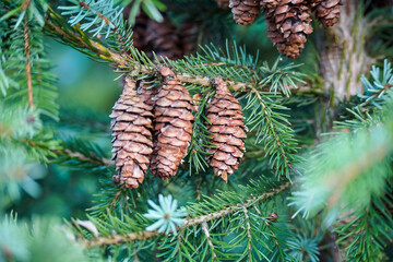 Fir tree branch with spruce cones. Beautiful green natural background. Selective focus 