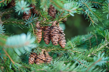 Fir tree branch with spruce cones. Beautiful green natural background. Selective focus 