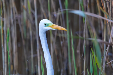 Silberreiher, Portrait.