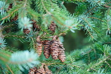 Fir tree branch with spruce cones. Beautiful green natural background. Selective focus 