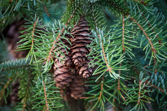 Fir tree branch with spruce cones. Beautiful green natural background. Selective focus 
