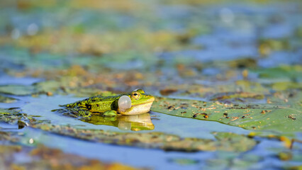 Male Green frog singing on a  leaf of yellow lily on a lake. Pelophylax kl. esculentus, Nuphar lutea, Touraine, Indre et Loire 37, région Centre Val de Loire, France, European Union, Europe