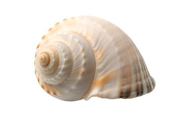 Obraz premium Spiral seashell with beige and brown stripes isolated on a transparent background