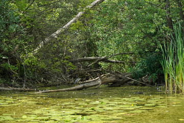 An abandoned lake, with broken wood and a bird in the background.