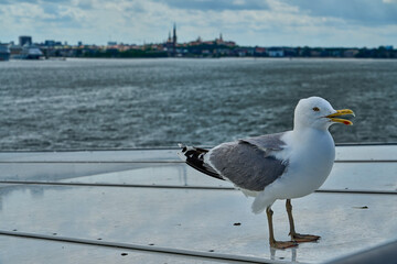seagull sitting on the railing of a car ferry.