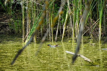 Abandoned lake, with a bird in the background