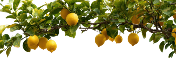 Fresh yellow lemons hanging from a branch. Transparent background