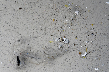 Dusty Still Life Floor Dust with Hair, and Crumbs.