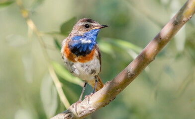 Fototapeta premium robin on a branch