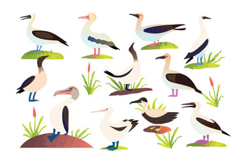 Albatross Array: A charming illustration showcases a group of albatrosses in a vibrant assortment of poses and styles, each a unique personality. The artwork has a flat design
