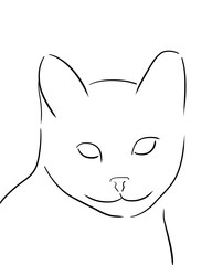 black and white cat
