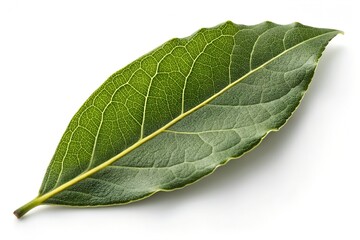 Obraz premium Close up of a Fresh Green Bay Leaf, Herb, Spice