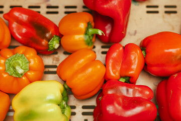 Fresh pepper at small local urban market. Organic produce on sale at outdoor farmer market. Selling fresh crops and veggies harvest. European urban setting. Close up. Part of the series