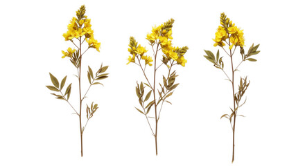 Three sprigs of yellow flowers with leaves isolated on transparent background