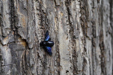 Carpenter bees, Xylocopa iris, fauna, nature, tree, wood, insect, animal, black, Xylocopa, Tilia, subfamily Xylocopinae, Hanover, Berggarten, Germany, guentermanaus, carpenter bees, closeup, 