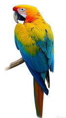 Fototapeta premium blue and yellow macaw