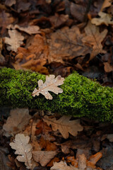 autumn nature background. fallen oak leaf with raindrops on mossy tree trunk in autumn forest.   symbol of Fall Season. beautiful nature image. top view. soft focus