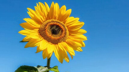 Obraz premium Bright sunflower against a clear blue sky