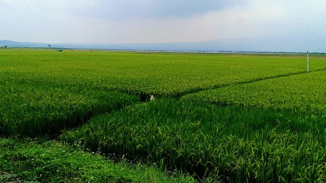 THE BEAUTY OF RICE FIELDS ON THE EDGE OF RAWA PENING