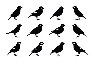 Avian Ensemble: A sophisticated studio shot, artfully presenting a collection of elegant bird illustrations. Evoking a sense of avian harmony.