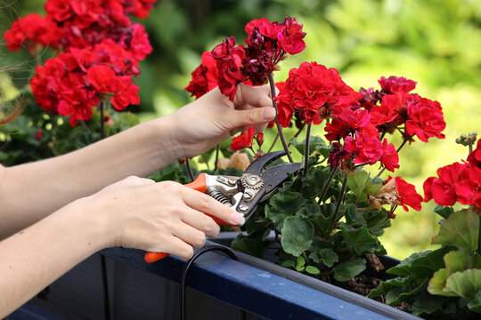 Pruning vibrant red geranium flowers in garden planter on balcony close up. - Powered by Adobe
