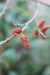 Mulberry fruits are grown on organic farms in Myanmar. Morus Alba, Murbei, Kertau, Besaran. This fruit also provides essential nutrients for health.