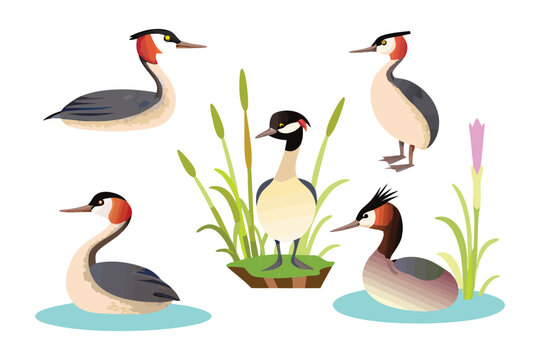 Great Crested Grebe Illustrations: Artistic illustrations showcasing the elegant beauty of great crested grebes in their natural habitat.