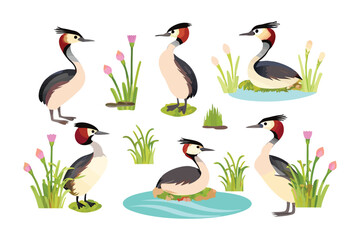 Great Crested Grebe Collection: An illustrated collection of Great Crested Grebes, capturing their elegance amidst vibrant aquatic settings, showcasing the beauty and biodiversity of nature. 