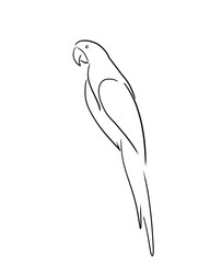 vector illustration of bird