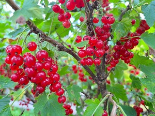 Ribes rubrum on a branch