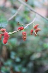 Mulberry fruits are grown on organic farms in Myanmar. Morus Alba, Murbei, Kertau, Besaran. This fruit also provides essential nutrients for health.