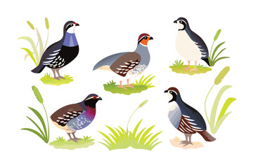 Obraz premium Diverse Quail Display: A charming illustration showcases a collection of quails in various poses and color variations, each bird positioned amidst delicate greenery and grasses.