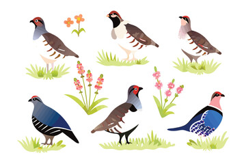 Partridge in the meadow: A vibrant collection of partridge illustrations set amongst simple plant illustrations and green grass. A celebration of these delightful animals and natural forms