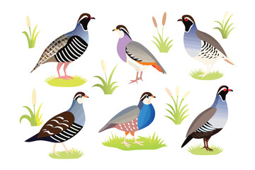 Fototapeta premium Exotic Partridges: A collection of unique partridges, meticulously depicted with vibrant hues, each bird showcases intricate feather patterns.