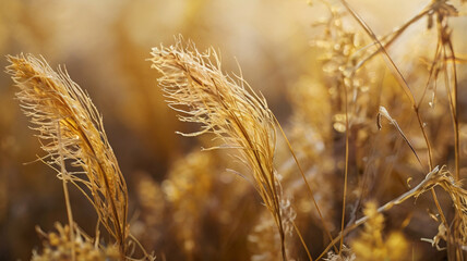 Golden dried grass stalks in soft sunlight soft focus nature